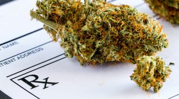 Michigan Marijuana Industry Insurance