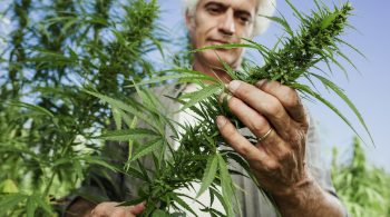 cannabis business application Michigan